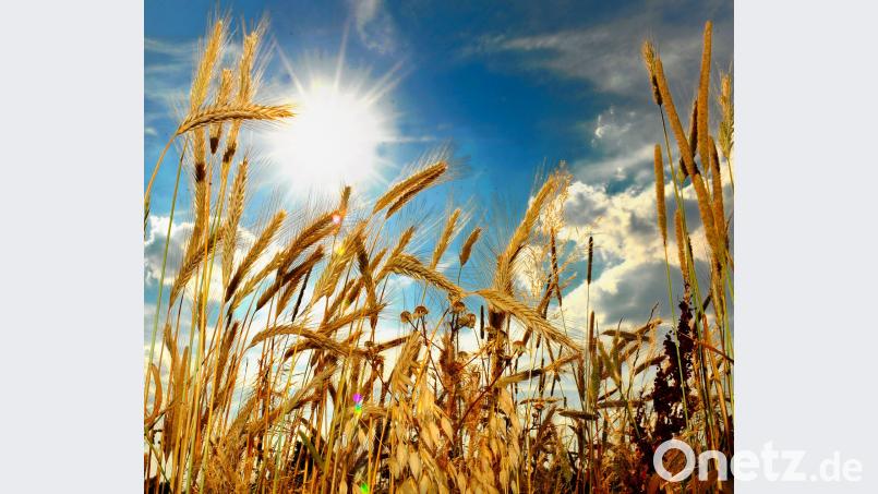 An die Auswirkungen des Klimawandels, wie Hitze und Trockenheit, müssen sich auch die Menschen in der Oberpfalz langsam anpassen. Karin Wilck