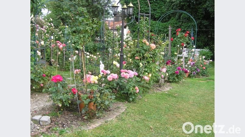 Rosen aller Größen und eine riesige Artenvielfalt von der Edel- bis hin zur Strauchrose erblühen im Garten von Michael Riedl. ÖT