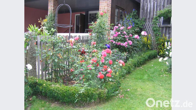 Rosen entlang des Gartenzauns bilden den Abschluss des Grundstücks. ÖT