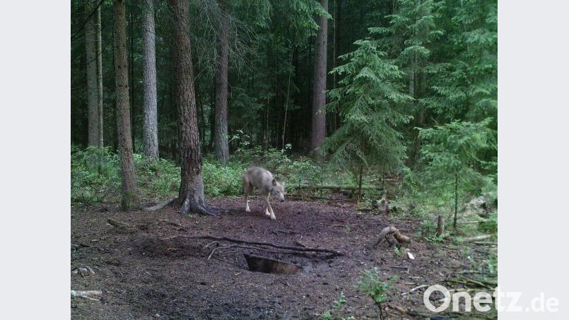 Das Foto belegt: Im südlichen Landkreis Schwandorf  - an der Grenze  zum Nachbarlandkreis Cham - war oder ist ein Wolf unterwegs. exb