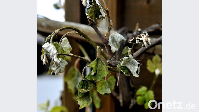 Die Eisheiligen vom 12. bis 15. Mai bringen oft noch einmal Frost mit sich. Karin Wilck