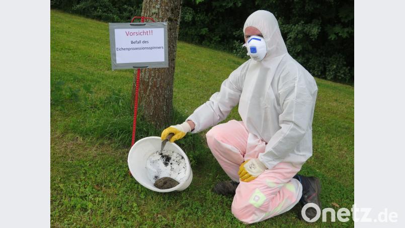 Sehr sorgfältig geht Stadtgärtner Florian Frank beim Bergen eines Gespinstnetzes vom Ast einer Eiche vor. jzk