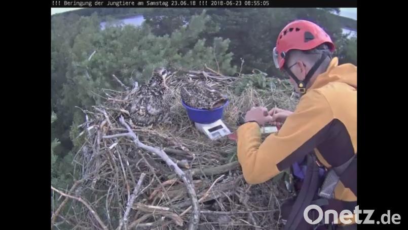 ek2506beringung_fischadler Stadt Eschenbach