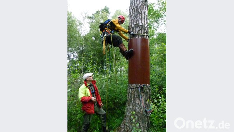 Mühsam überquert Dr.- Daniel Schmidt den Metallschutz vor kleinen Raubtieren. Martin Gottsche beobachtet. rn