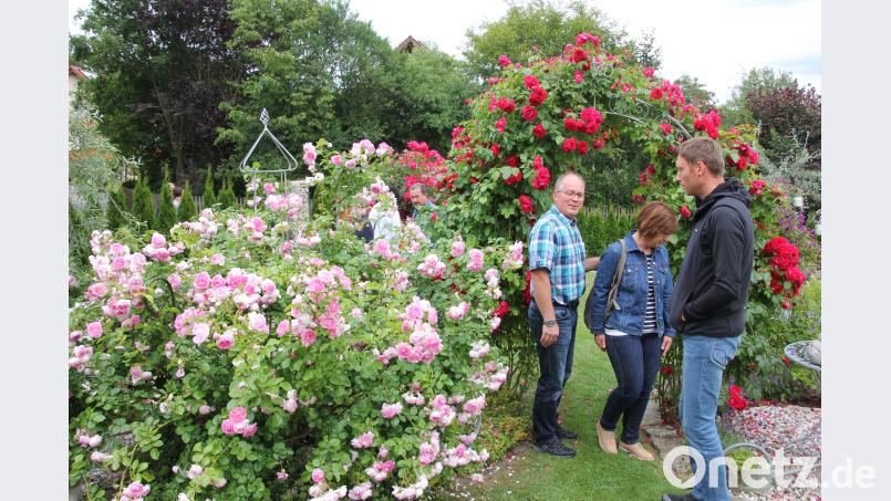 Wunderschöne Gartenkulisse im Garten von Gerlinde und Thomas Hecht. kro