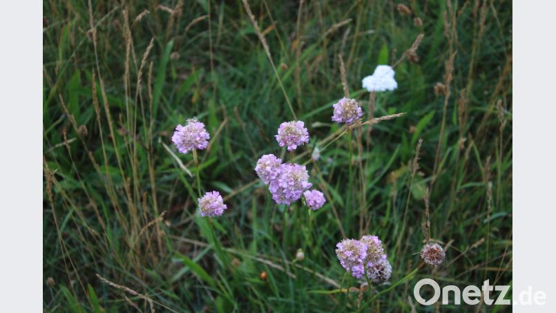 Die Sand-Grasnelke. sne