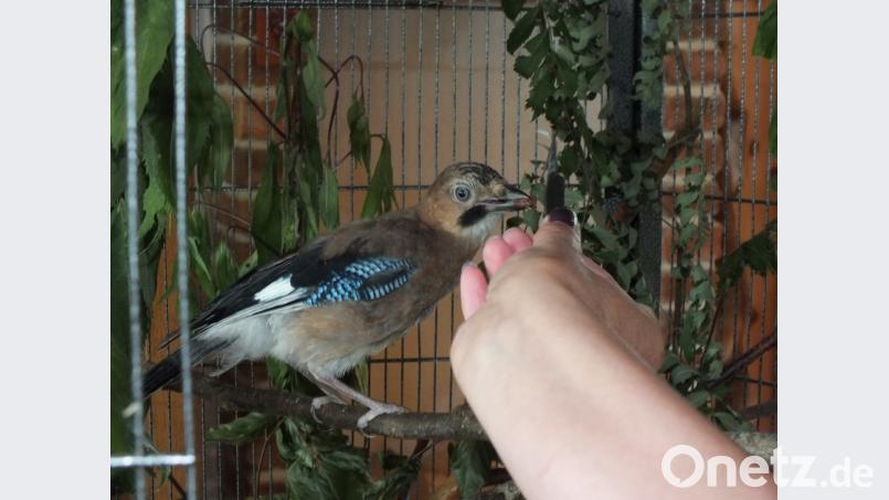 Der gerettete Eichelhäher kann in absehbarer Zeit wahrscheinlich wieder in die Freiheit entlassen werden. SOJ, Autor [SOJ] (JOSEFSOELLNER@T-ONLINE.DE)