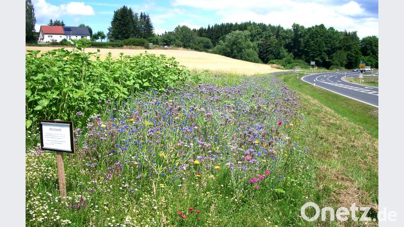 Diese Bienenweide beim Kühstein ist nach Imkervorsitzenden Klaus Schmidt ein mustergültiger Blühstreifen. njn
