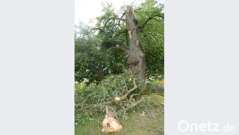 Die Linde im Ortsteil Schwand, ein bedeutendes Naturdenkmal, kann trotz des Abbruchs der Krone erhalten werden. Beyerlein