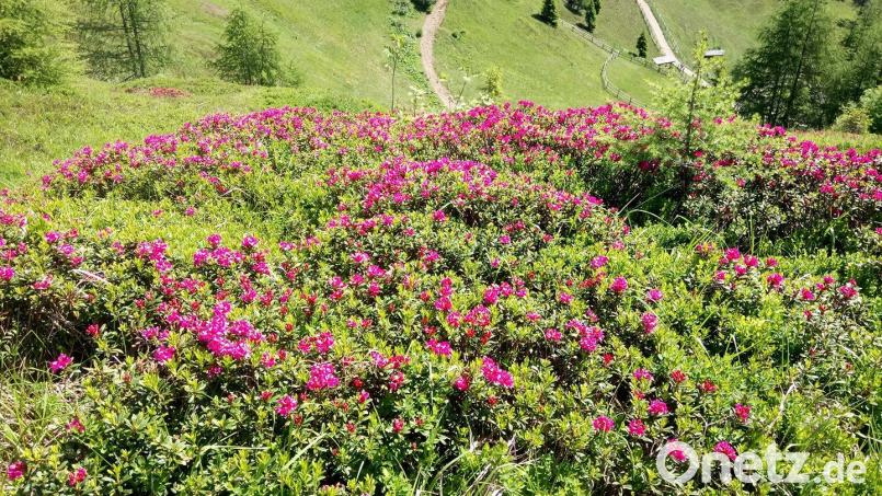 Im Frühjahr blühen die Alpenrosen auf den Bergen. Thomas Dobler