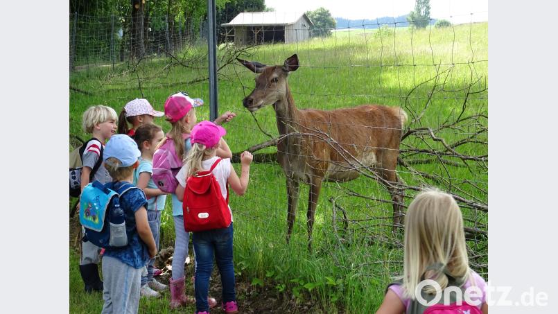 Tiere füttern macht den Kindergartenkindern der Mäusegruppe großen Spaß. Bei Wolfgang Piehler gibt es neben Ziegen auch viele Kleintiere. gi
