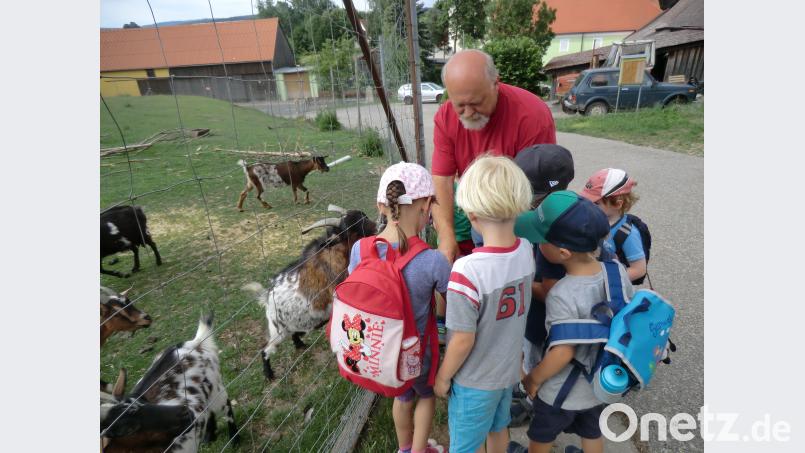 Tiere füttern macht den Kindergartenkindern der Mäusegruppe großen Spaß. Bei Wolfgang Piehler gibt es neben Ziegen auch viele Kleintiere. gi