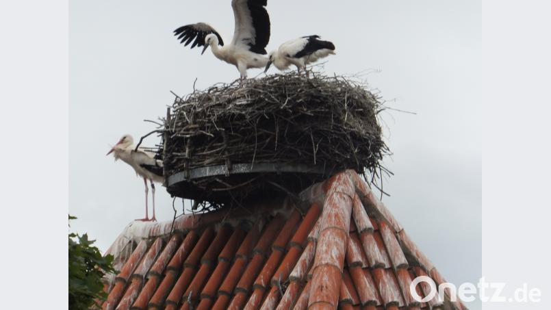 Im Beisein eines Altvogels neben dem Nest versuchen die Storchenkinder ihre Flugübungen. ibj