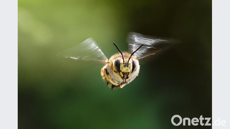 Ein Garten-Wollbiene steht schwirrend in der Luft. Hösamer