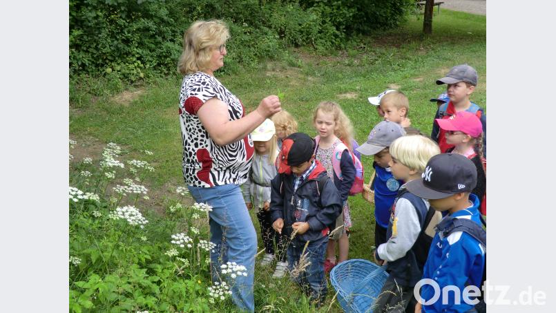 Die Mäusegruppe wandert eine ganze Woche mit der Erzieherin Gabi Hagn und der Kinderpflegerin Michaela Dietz in den Kurpark. Die Mädchen und Buben lernen viele Schätze der Natur von den Kräuterexpertinnen Maria Bayer-Schmidt und Bettina Lehner kennen. gi