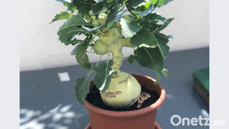 Ludwig Vohs Kohlrabi macht glatt einem Bonsai Konkurrenz. Voh