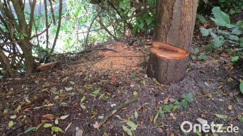 Weil der Schattenwurf ihn störte, sägte ein Birgland-Bewohner in Nachbarsgarten kurzerhand  einen Keil aus diesem Baumstamm. Bild: Polizei