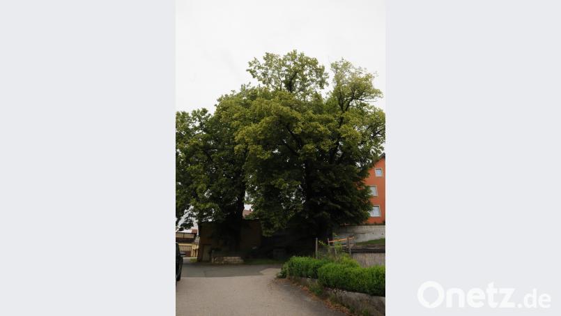 Von den beiden Bäumen am Lindenweg bleiben nach den Arbeiten nur noch die Stämme und ansatzweise die Äste übrig. bey