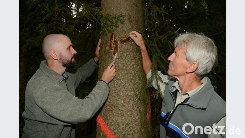 Forstamtmann Andreas Arnold (links) und Forstdirektor Gerhard Hösl untersuchen die Rinde einer Fichte nach Eiern des Borkenkäfers. bey
