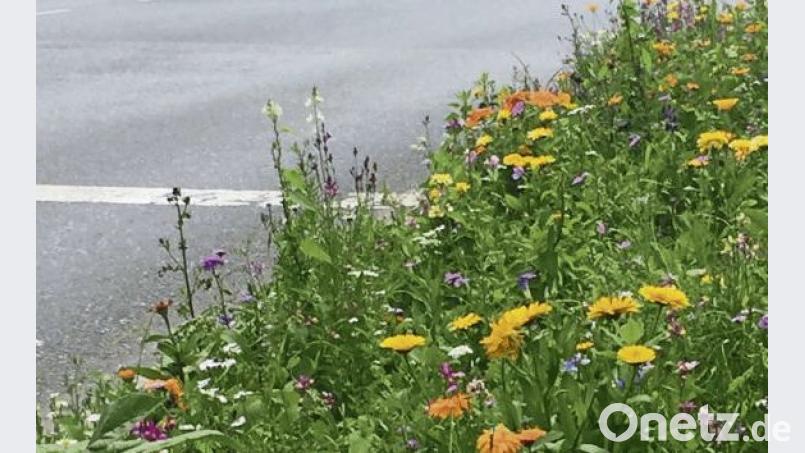 Wildblumen in der Stadt. mte