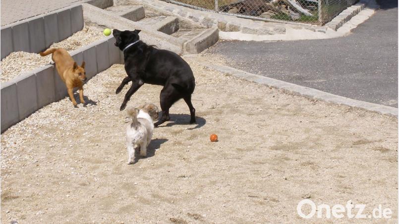 Labradormix Diego, Lahsa-Apso Bravo und Dinchermix Odo beim Spielen im Hof. plym