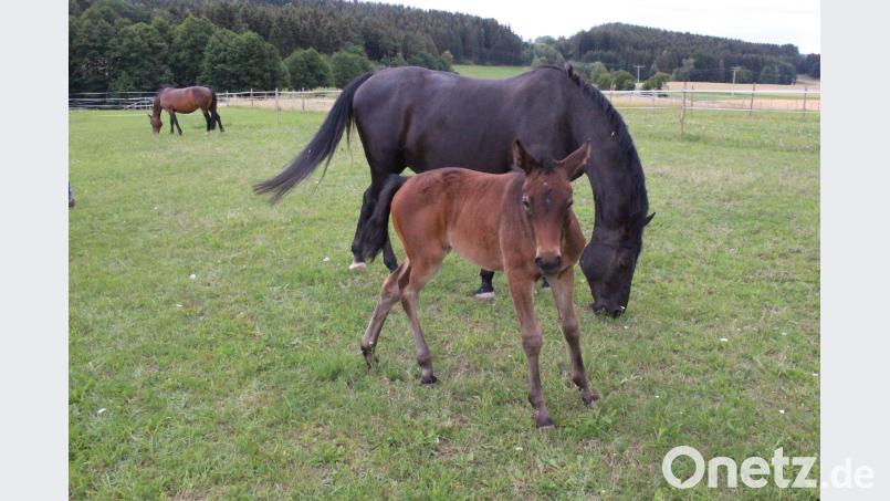 Einen Namen hat das Fohlen noch nicht, dennoch ist es der ganze Stolz von Züchter Bernhard Käß. Neugierig blickt die kleine Rottaler-Stute in Kamera. Mama "Miss Ellie" nimmt den Fototermin gelassen. Michaela Lowak