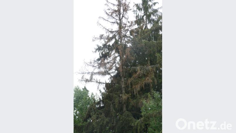 Der Borkenkäferbefall an dieser Fichte ist klar zu erkennen. Die Äste sind nadellos und hängen kraftlos herab bey