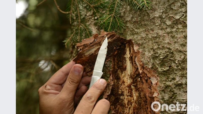 An der Spitze des Messer ist deutlich eine Borkenkäfermade zu erkennen. bey
