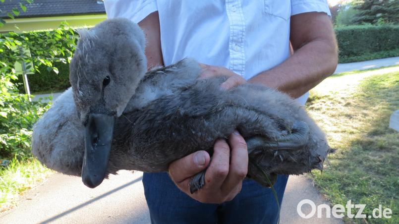 Der junge Schwan wird sich von seiner kleinen Verletzung schnell erholen. Bild: Polizei