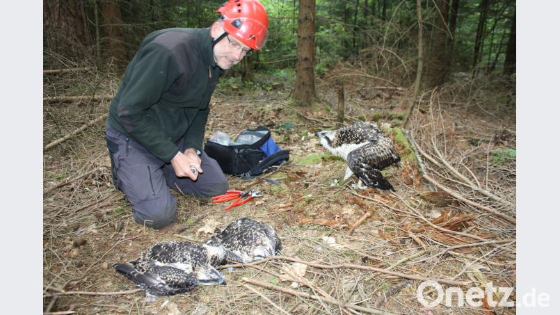 Unterschiedliche Strategien verfolgten die drei Fischadler- Küken bei der Beringung durch Dr. Daniel Schmidt- Rothmund, dem Fischadler- Beauftragten der Oberpfalz. Während zwei sich „tot“ stellten, zeigte sich das dritte deutlich angriffslustiger. Nachdem die Ringe angebracht worden waren, brachte Forstwirt Ralph Häfner das Trio wieder unbeschadet in ihren Horst. edo