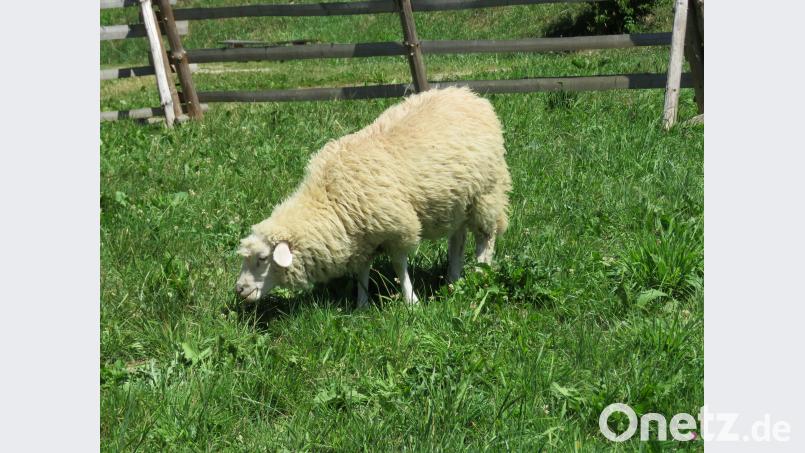 Wie im Mittelalter gibt es im Geschichtspark auch Tiere wie dieses nette Schaf, das sich von den Besuchern beim Fressen nicht aus der Ruhe bringen ließ. ubb