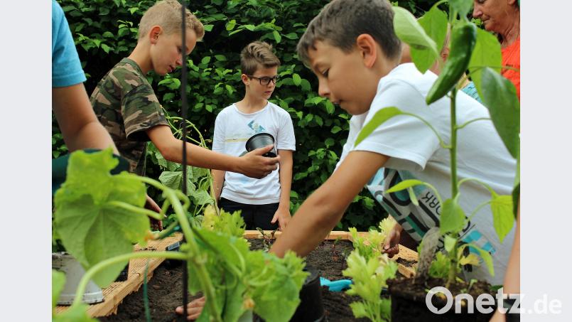Eifrig werkelten die Kinder und pflanzten in die Hochbeete Gurken, Paprika, Tomaten, Schnittlauch und auch Blumen. sön