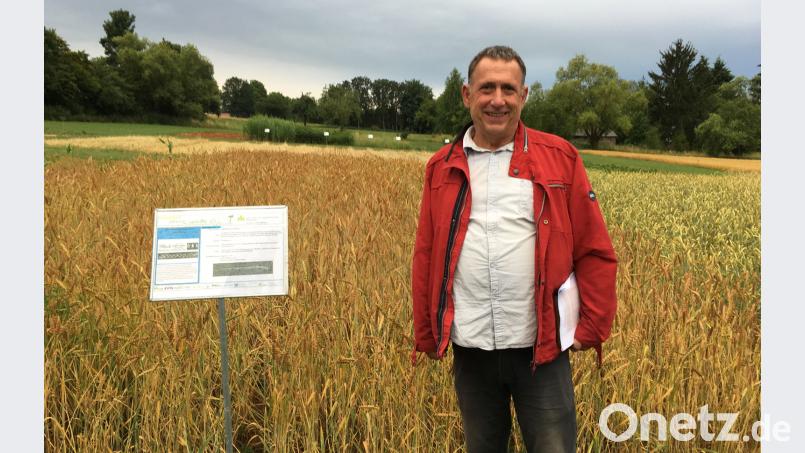 Klaus Fleißner von der Landesanstalt für Landwirtschaft stellte die alten Getreidesorten auf der Anbaufläche in Almesbach vor. Dobmeier