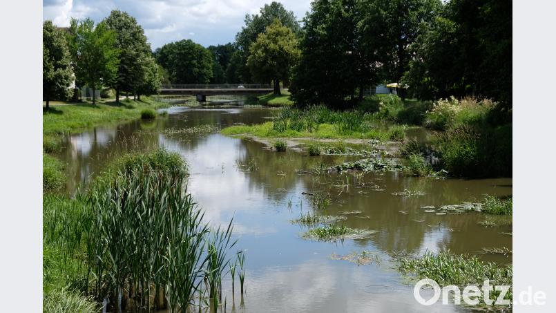 Die Creußen, ein naturbelassenes Flüsschen, das in Altencreußen bei Prebitz entspringt und in die Haidenaab mündet, sorgt im Gemeindebereich Speinshart für Unbehagen. Natur ja, Verlandung nein, hieß es in der jüngsten Gemeinderatssitzung. Seit Jahren drängt die Kommune darauf, dass das kleine Rinnsal, das bei Hochwasser auch zum reißenden Bach werden kann, entlandet wird.  Die Sedimente stauen sich bedenklich,  bemerkte Bürgermeister Albert Nickl in der jüngsten Ratssitzung. Für jedermann sichtbar fallen die Ablagerungen im Bereich Tremmersdorf besonders auf (unser Bild). Der Bürgermeister drängt deshalb auf eine nachhaltige Entlandung. „Es muss sich etwas tun“, appellierte der Rathauschef an das Amt für Wasserwirtschaft und an den Freistaat. Das Gewässer steht im Verantwortungsbereich des Staates. do