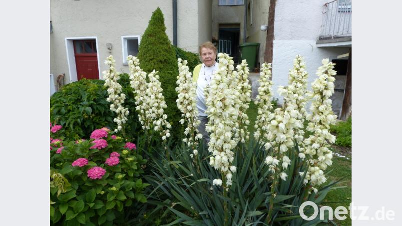 Schmuckstück im Garten: Die üppig blühende Palmlilie. Völkl
