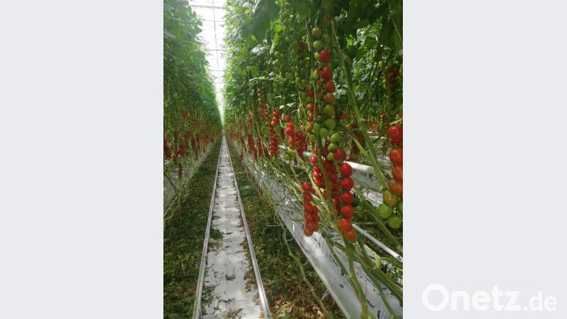 Schwer beeindruckt sind  die Oberpfälzer von den riesigen Gewächshäusern und den industriellen Anbaumethoden für Tomaten. rpp