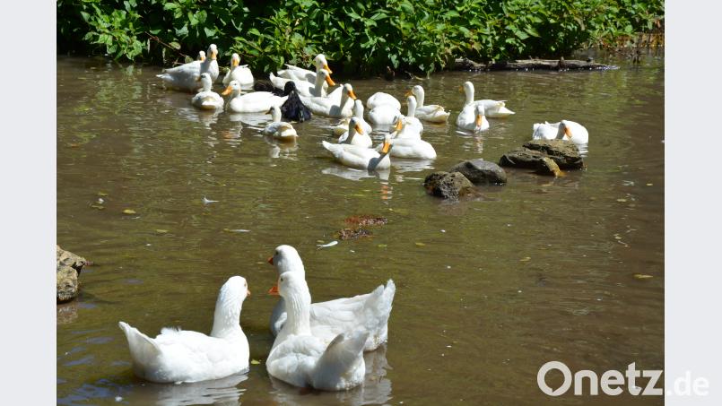 Gänse und Enten in der Anlage von Hans Schmid. jr