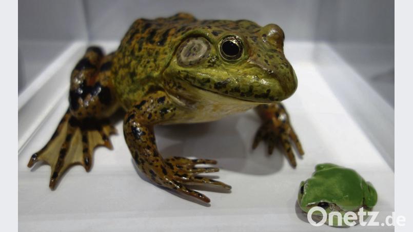 Frösche und Lurche stehen im Mittelpunkt der aktuellen Ausstellung des Naturkundemuseums Ostbayern in Regensburg. Susanne Wolke