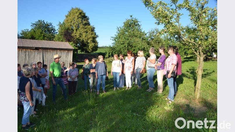 Bei der Tagung verbindet der Frauenbund das Angenehme mit dem Nützlichen: Josef Bernhard erklärt den Frauenbundmitgliedern den Anbau der Obstbäume auf der Streuobstwiese, während sich die zweite Gruppe im Hofladen und in der Mosterei umsieht. dob