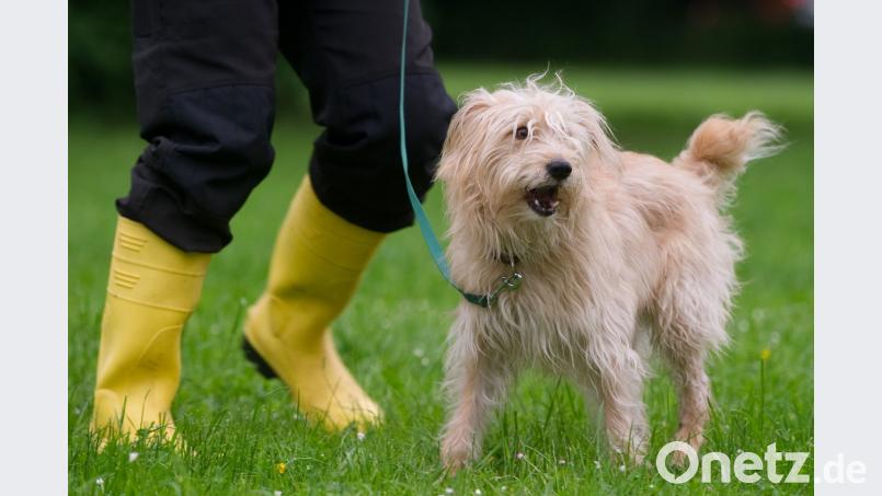 Der Gemeinderat Poppenricht entschied, dass in der Kommune Hinweisschilder aufgestellt werden, die Hundehalter auffordern, ihre Vierbeiner anzuleinen. Kahnert/dpa
