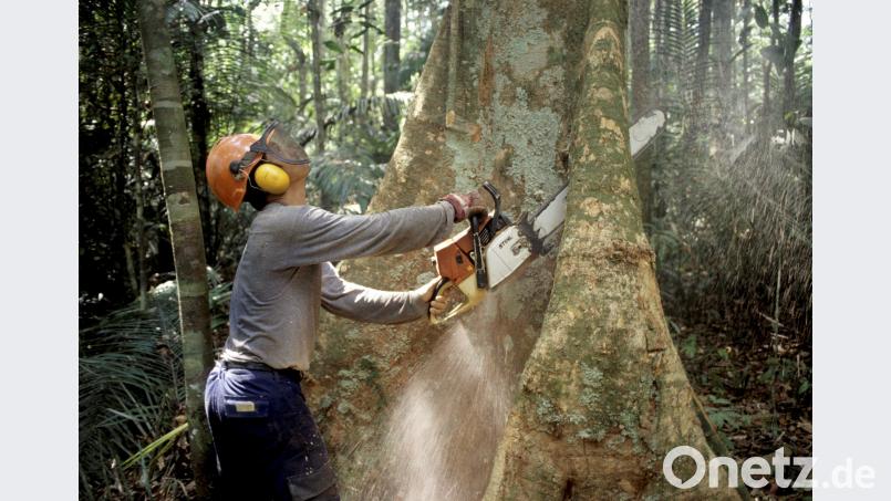 Nicht nur im Regenwald sinkt die Biodiversität stetig. Die Populationen vieler Insekten- und Vogelarten verzeichnen in Bayern drastische Einbrüche. Bild: Werner Rudhart/dpa Werner Rudhart/dpa