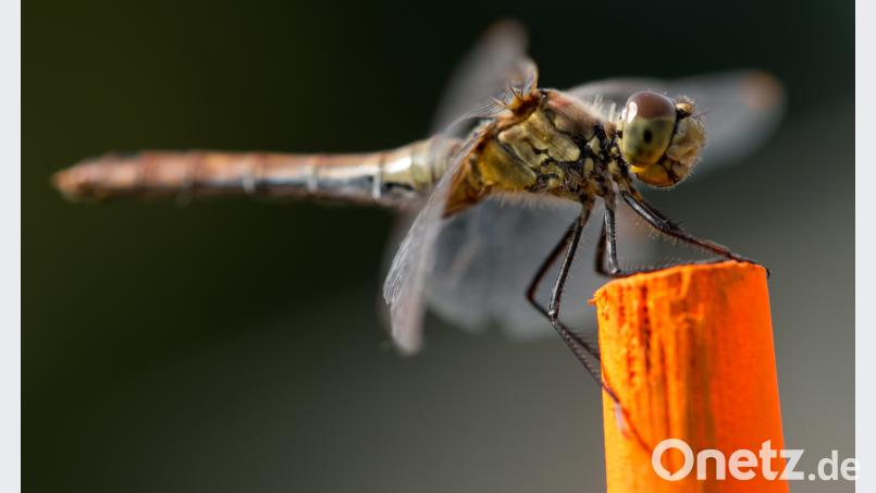 Von 2003 bis 2016 ist in Bayern der Bestand an Libellen um 75 Prozent geschrumpft. Das geht aus einem aktuellen Bericht des Umweltministeriums hervor. Sven Hoppe/dpa