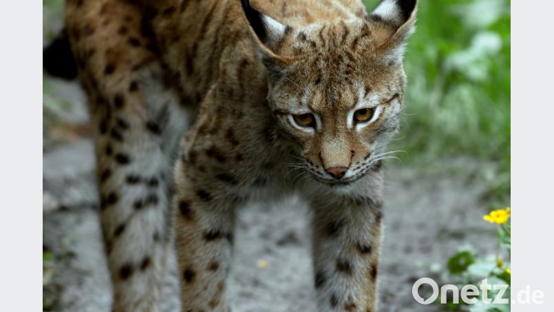 Informationen  über die Bemühungen zur Ansiedelung der scheuen Luchse im Naturpark Steinwald liefert ein Treffen am Donnerstag, 12. Juli, in Friedenfels. Dieses Bild entstand im Tierfreigelände  im Bayerischen Wald. Norbert Grüner