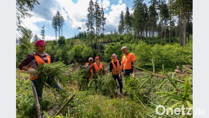 Voller Einsatz für die Natur: Akberet Guesh und Diana Mheretad, beide aus Eritrea stellen gemeinsam mit Adelheid Rader und Petra Murr von der Franz-Oberthür-Schule in Würzburg einen Bachlauf am Ochsenkopf frei. Toni Eichermüller vom Forstbetrieb Fichtelberg leitet sie dabei an. (v.l.n.r.) exb