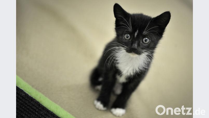Beamte der Bayreuther Verkehrspolizei haben einen Transporter bei Trockau gestoppt. Fredrik von Erichsen/dpa