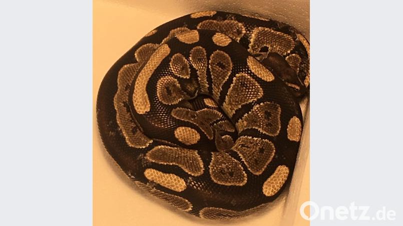 Die Python-Schlange wurde auf der Verbindungsstraße zwischen Nabburg und Stulln entdeckt. exb