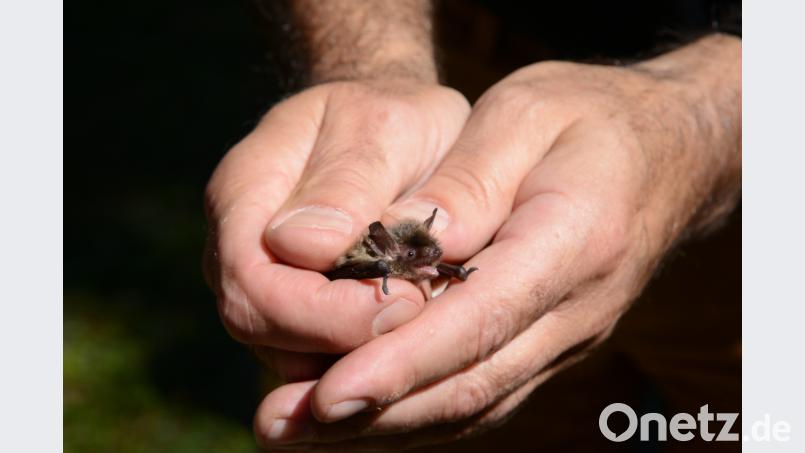 Winzig ist die "Brandt-Fledermaus" die Rudolf Leitl in seiner Händen hält. Beyerlein