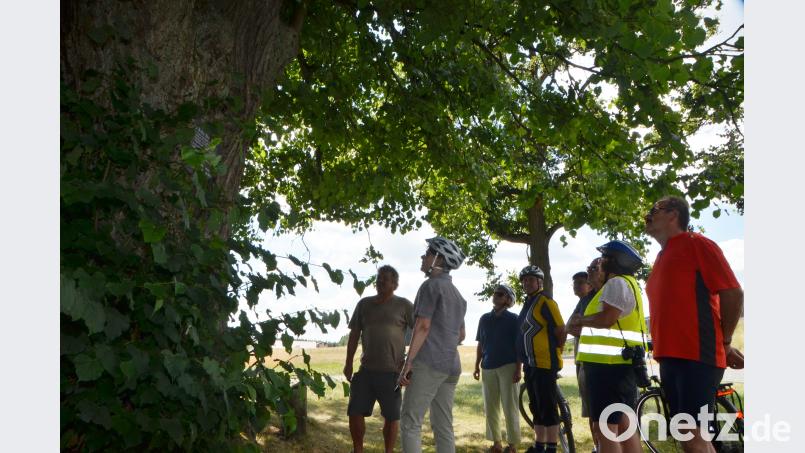 Natürlich legte die Radgruppe mit Diplom-Biologin Mathilde Müllner am wohl berühmtesten Lindenbaum in der Region, am &quot;Kalten Baum&quot;, einen Halt ein. dob