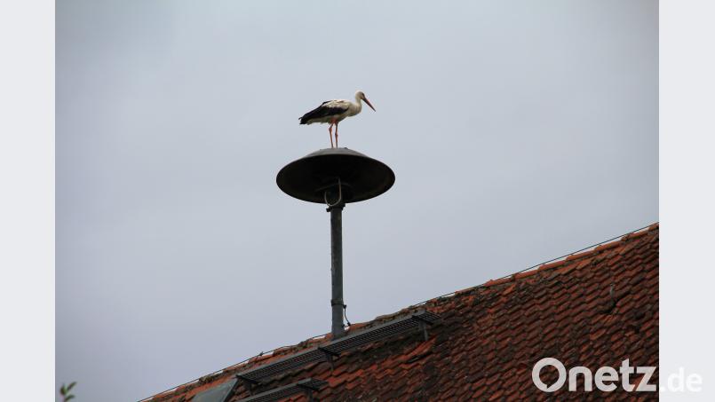 Ein Storch sitzt sich putzend auf der Sirene am Schmidmühlener Rathaus. bjo