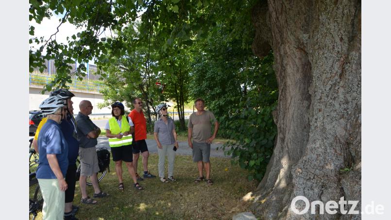 Natürlich legte die Radgruppe mit Diplom-Biologin Mathilde Müllner am wohl berühmtesten Lindenbaum in der Region, am &quot;Kalten Baum&quot;, einen Halt ein. dob